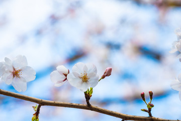 Beautiful cherry blossom sakura in spring time