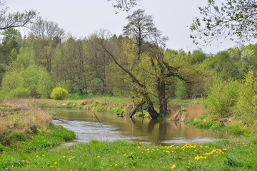 rzeka Wieprz wiosną, zieleń, drzewo nad wodą 1 - obrazy, fototapety, plakaty