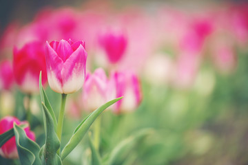 Group of beautiful pink  tulip in a sunny day, blue sky in Osaka Japan. Pink flower tulip lit by sunlight blurred tree background.