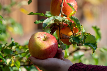 Harvesting apples in garden, autumn harvest season in fruit orchards