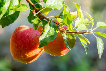 Harvesting apples in garden, autumn harvest season in fruit orchards