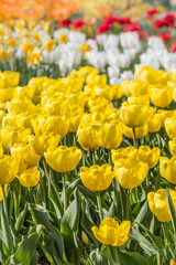 Fototapeta premium buntes Tulpenfeld