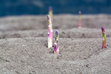 New harvest season on asparagus vegetable fields, white and purple asparagus growing uncovered on farm.