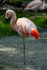 Fototapeta na wymiar Pink framingo bird close up