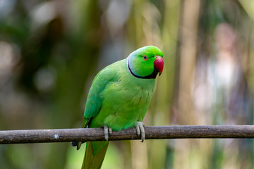 Green Alexandrine parakeet, living in Asian region