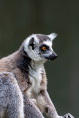 Fototapeta premium One Ring-tailed lemur, lemur catta, sitting on tree
