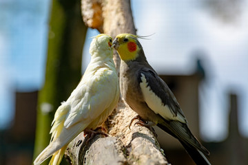 Cockateil, quarrion or weero parrots on thee, living in Australia