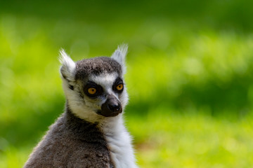 Ring-tailed lemur, lemur catta, sitting on green grass