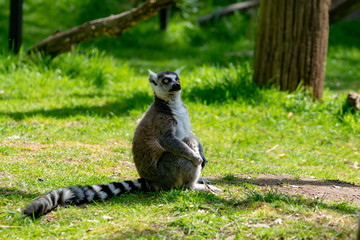 Ring-tailed lemur, lemur catta, sitting on green grass