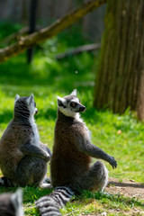 Ring-tailed lemur, lemur catta, sitting on green grass