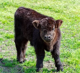 Foto auf Acrylglas Kleines Kalb der schwarzen schottischen Kuh auf der Weide mit grünem Gras © barmalini