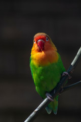 Colorful Fichers lovebird from Tanzania, Africa