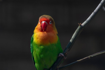 Colorful Fichers lovebird from Tanzania, Africa