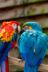 Macaw scarlet and blue-and-yellow parrots, long-tailed colorful exotic birds