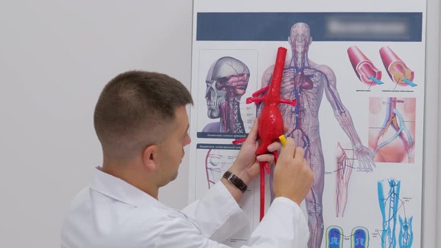 Doctor phlebologist in the clinic of surgical venous vascular surgery shows on the poster the human vascular system
