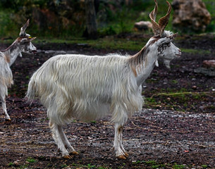White domestic goat with spiral horns. Latin name - Capra hircus	