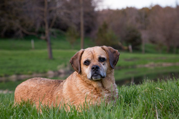 Puggle dog resting in grass after a swim.