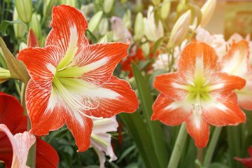 Beautiful Red White Hippeastrum, Amaryllis Flowers in the Garden