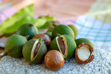 New harvest of ripe fresh Australian macadamia nuts in shell with leaves