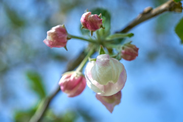 Kwiaty jabłoni w pełnym rozkwicie w piękny słoneczny dzień - obrazy, fototapety, plakaty