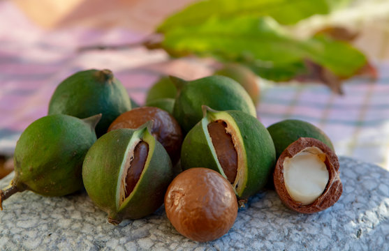 New harvest of ripe fresh Australian macadamia nuts in shell with leaves