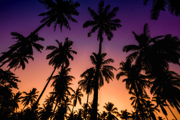 Fototapeta na wymiar tropical beach with coconut tree at sunset 