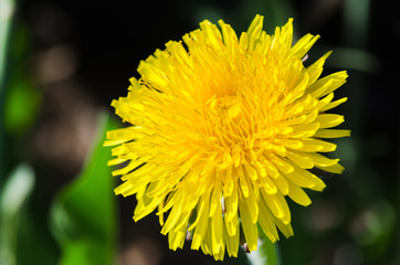 Yellow dandelion in the meadow. Green backround. close-up