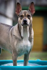 Cães