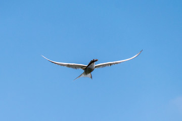 Common tern (sterna hirundo) in flight with a fish in beak