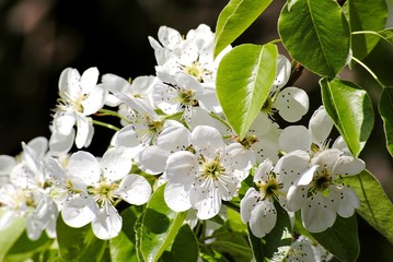 white flowers of apple tree