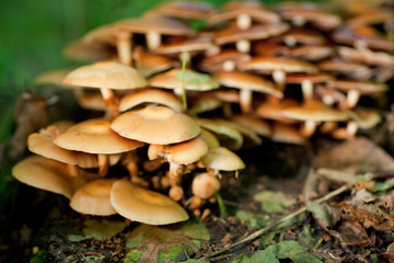 Mushroom in green grass