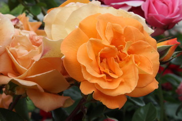 Blumen