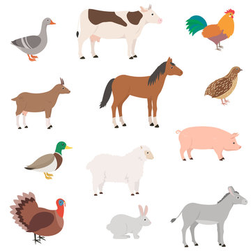 Farm animals set. Domestic animal. Goose, cow, chicken, horse, goat, quail, duck, sheep, pig, turkey, rabbit, donkey. Isolated vector illustration