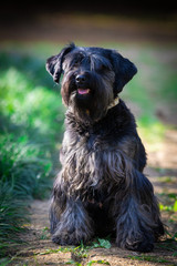 Cães