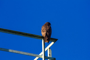 Mäusebussard sitzend von hinten Kopf zur Seite
