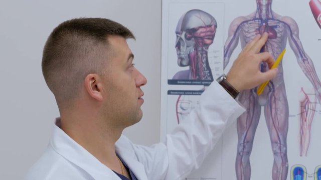 Doctor phlebologist in the clinic of surgical venous vascular surgery shows on the poster the human vascular system