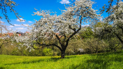 Obraz premium blühender Apfelbaum einzelstehend auf Wiese