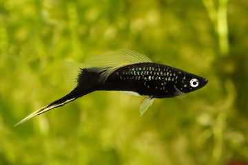 Black Swordtail Xiphophorus Helleri Male aquarium fish isolated