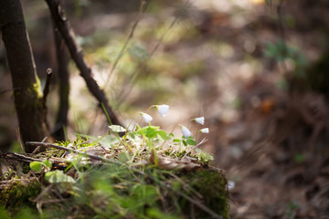 blooming oxalis in the forest