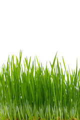 Sprouted wheat isolated on white background. Wheat sprouts closeup