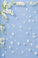 bird cherry flowers on paper background
