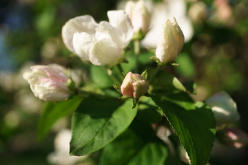 apple tree flowers blossoming in the sunny garden