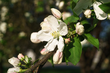 apple tree flowers blossoming in the sunny garden