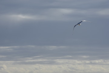 Obraz premium Lonely Bird