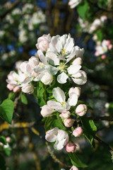 apple tree flowers blossoming in the sunny garden