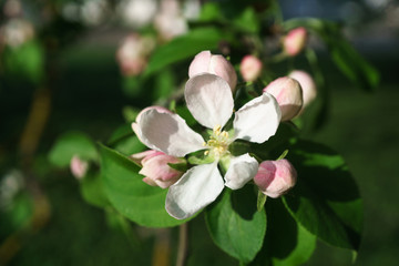 apple tree flowers blossoming in the sunny garden