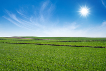 Zielone łąki i pola w słoneczny dzień z błękitnym niebem