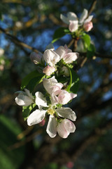 apple tree flowers blossoming in the sunny garden