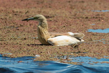 Crabier chevelu, Héron crabier, Ardeola ralloides, Squacco Heron