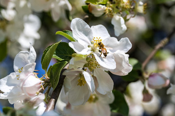 Apfelbaumblüte am Ast mit Bokeh